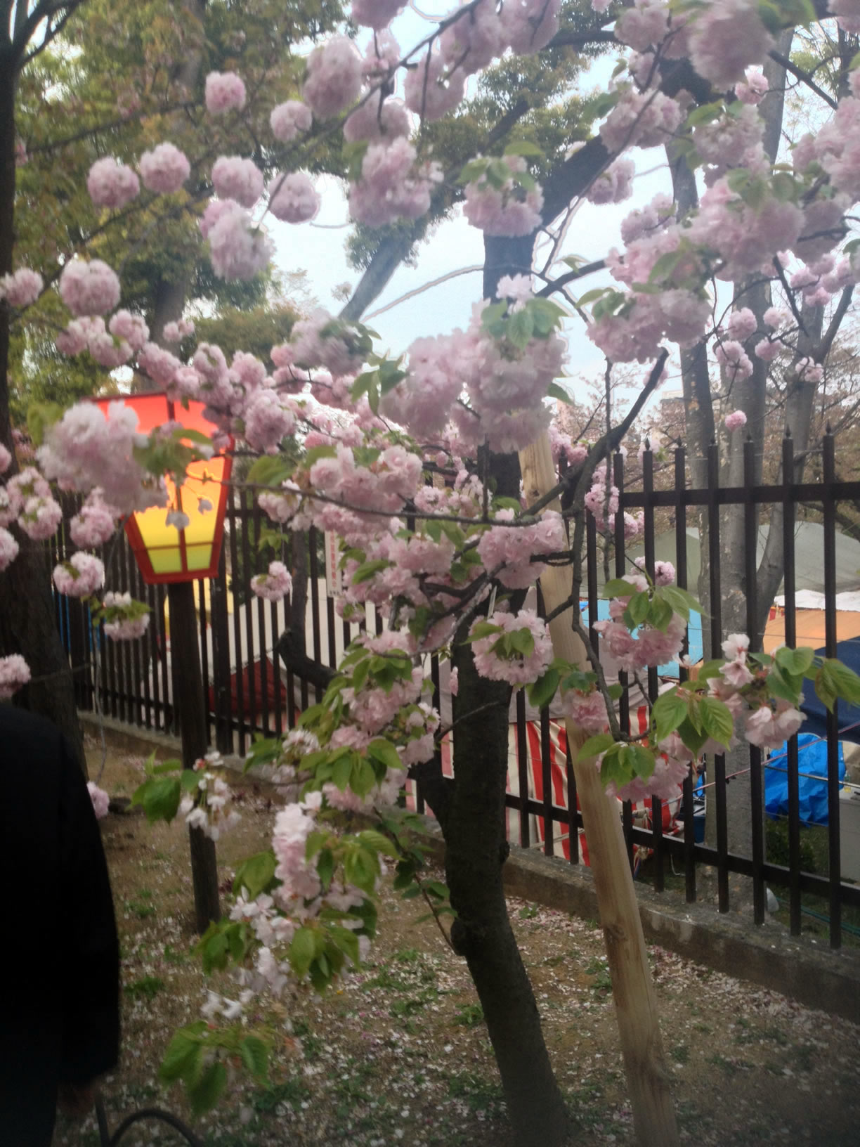 2014年の造幣局桜の通り抜け28 2014年の造幣局桜の通り抜け28